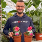 Kamélia japonská (Camellia Japonica) ´TRIUMPHANS´ - výška 20-40 cm, kont. C2L (-10°C)